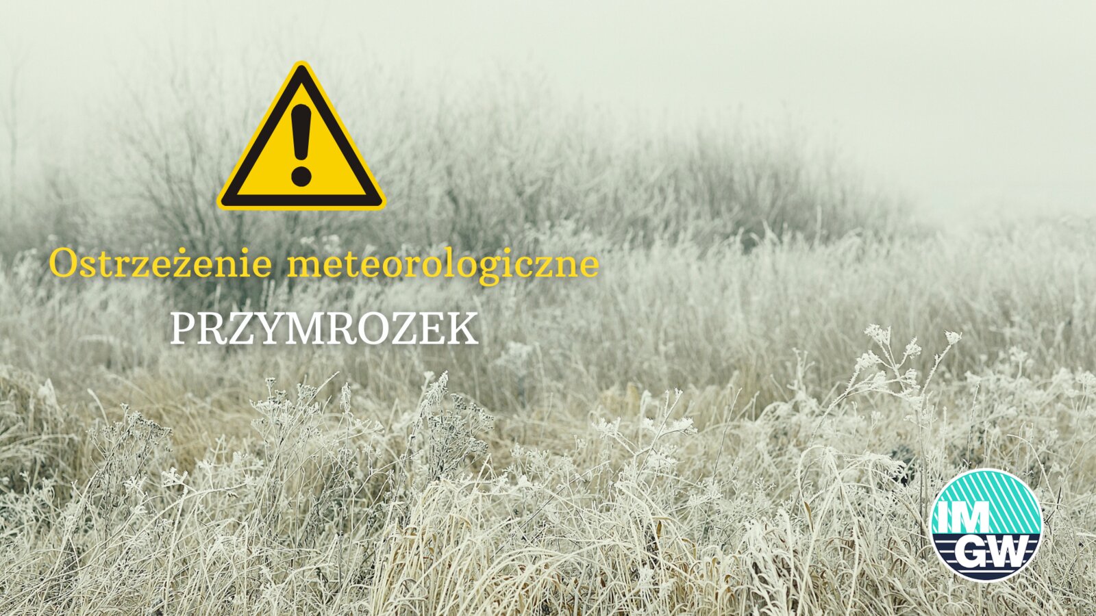przymrozek