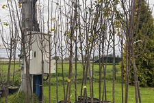 Zakup sadzonek drzew miododajnych w roku 2025