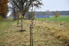 „Pokolenia dla natury” – wspólne sadzenie drzew miododajnych w Gminie Wijewo 